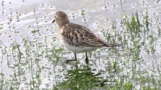 Waders shorebirds in Colombia Bairds Sandpiper Calidris bairdii Ereunetes bairdii [upl. by Neerbas85]