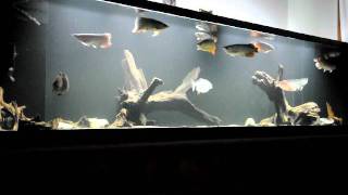 105ft Arowana community tank [upl. by Aytnahs]