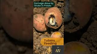 Damage Done by Grubs in 🥔🥔 virulshorts grubs agriculture shortvideo potato newvideo crop [upl. by Aehtrod578]