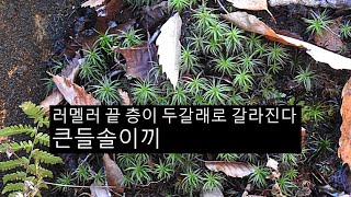 큰들솔이끼 Pogonatum japonicum Sull et Lesq [upl. by Ybrik]