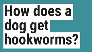 How does a dog get hookworms [upl. by Anitsyrhk]