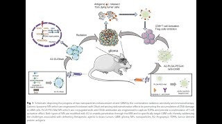 PLGAPEGMal from PolySciTech used in development of nanodelivery system for glioblastoma treatment [upl. by Dupin813]