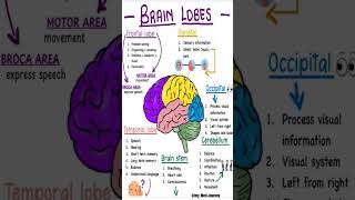 Brain Lobes and their Functions 🧠brain function physiology trending shorts viralvideo [upl. by Storfer]