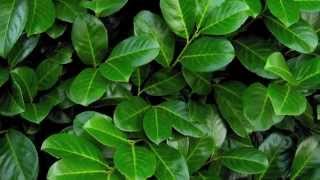 A focus on Cherry Laurel hedging All you need to know about Prunus laurocerasus Rotundifolia [upl. by Armyn]