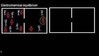 lecture 18 part 1 Membrane potential of cells [upl. by Siuqaj]