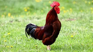 Rooster crowing funny [upl. by Odnanref]