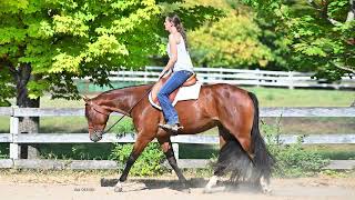 Flat Line Investment 4yr old all around AQHA [upl. by Malaspina231]