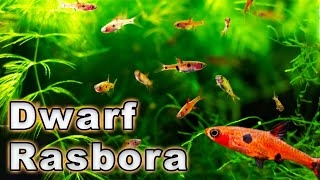 An Amazing Nano Fish Dwarf Rasbora Care and Breeding Boraras maculatus Species Profile [upl. by Siddra]