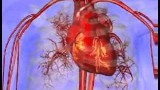 How the Heart works animation [upl. by Weinhardt]