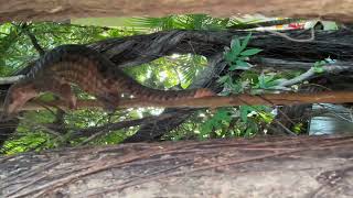 Animal Pangolin Walking Find Food  Look lovely Pet  world wildlife [upl. by Ahsitra703]