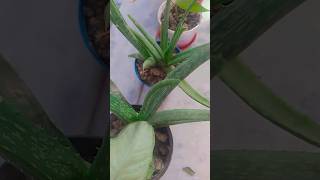 Alovera plant youtubeshorts gardening plant shorts shortfeed aloeveraplant care [upl. by Cathy]