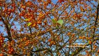 Malus x Evereste Crab Apple [upl. by Venditti]