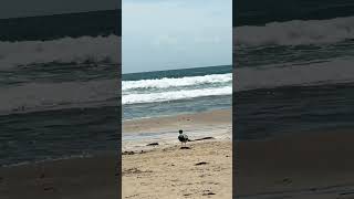 beach beachlife beachvibes summer bird sun wavesounds asmr [upl. by Alton]