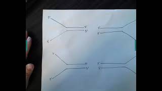 Determining Leading vs Lagging Strands based off of 5 and 3 ends [upl. by Eillas]