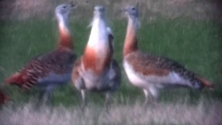 Great Bustard during its Mating Season [upl. by Dorene]