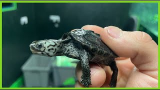 Diamondback Terrapin Care Guide  EPS 3 [upl. by Stillmann]