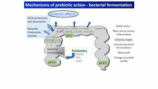 Understanding probiotics and prebiotics mechanisms that drive health benefits [upl. by Laurianne]