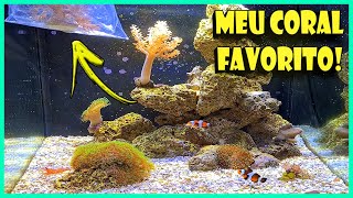 COMPREI MEU CORAL FAVORITO PARA O AQUÁRIO NANO REEF [upl. by Ardnasac]