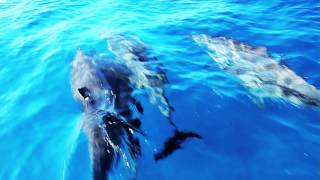 Dolphin Swim Kona Hawaii  Amazing swimming with wild dolphins [upl. by Omura742]