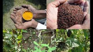 Folk Rice Formulations for Mesenteric panniculitis Pankaj Oudhias Medicinal Plant Database [upl. by Huebner308]