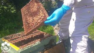 Requeening An Aggressive Hive by Sue BEET Member [upl. by Ellersick]