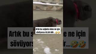 Kime sövdüruyorsunuz🤣 sessizyazar kedi cat keşfet öneçıkar shorst soğuk dünya turkey pazar [upl. by Nalda692]