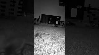 Possum Pete and the Night Stalker florida wildlife backyard cats opossum [upl. by Mall]