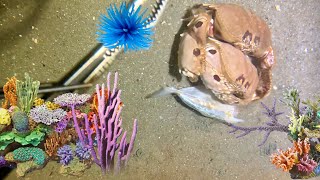 Diving to catch crabs shrimp lobsters seafood sea cucumbers  Relaxing under the sea [upl. by Rehpotsyrhc]