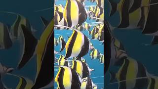 Unexpected School of Moorish Idol Fish 🐠 [upl. by Sera]