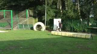 mechelse herder ringsport training 1 [upl. by Namsu]