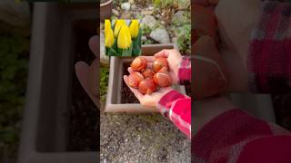 Flower Bulb Lasagna Fall 2024 flowerbulbs containergardening gardentips flowers [upl. by Ayrb]