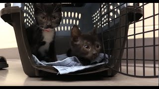 Fostering Kittens With Cerebellar Hypoplasia [upl. by Tillinger]