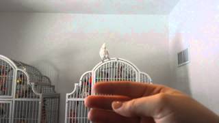 Goffins cockatoo yelling and screaming [upl. by Sucram]