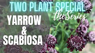 💐 Yarrow amp Scabiosa Two Plant Special The Series  Tips on Yarrow  Tips on Scabiosa [upl. by Hellene]