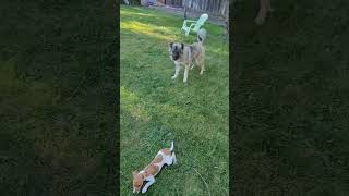 Pixie Plays with Hazelnut Her Puppy Roommate caucasianshepherd dog caucasianovcharka dogs [upl. by Babbette]