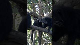 BINTURONG  Binatang Unik Perpaduan Antara Kucing Dan Beruang [upl. by Keligot]