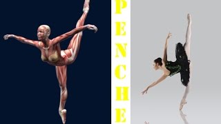 How To Penche Ballet Dance Muscle Anatomy Animation Penche Ponche EasyFlexibility [upl. by Court36]