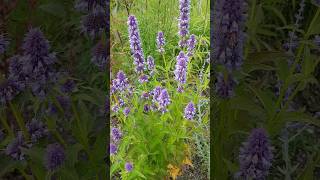 This plant Agastache  Giant Hyssop will bring in Bees [upl. by Ingeberg]