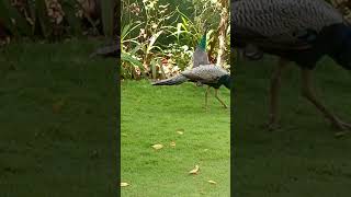 Peafowls in a garden [upl. by Aneed]