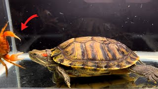 Red Eared Slider Feeding Guide What to feed and how muchoften [upl. by Hgierb]