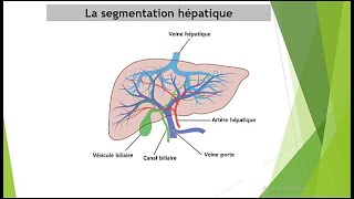 Comment interpréter un scanner abdominal segmentation hépatique [upl. by Nnylirehs387]