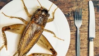 Are Crickets The Food Of The Future [upl. by Uase363]