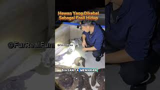 Amfibi ini sudah hidup jutaan tahun🤔❓❓ faktaunikhewan animals salamander amfibi china [upl. by Helena789]