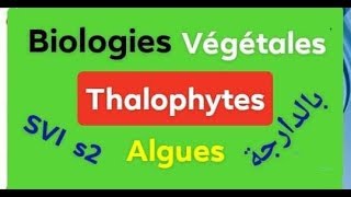 Biologies végétales Thallophytes partie 2 avec les question de lexamen [upl. by Nivart]