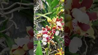 ONCIDIUM SPHACELATUM [upl. by Karlin]