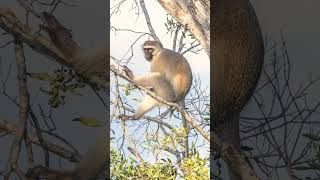 Vervet Monkey Chlorocebus pygerythrus🐈‍⬛ Not a Langur [upl. by Mehs]