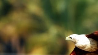 Niuz the Brahminy Kite  2nd Video [upl. by Gunn675]