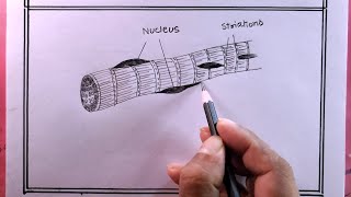 drawing striated musclesdraw striated muscles diagram [upl. by Eeryt]