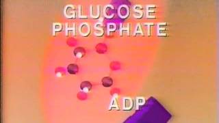 cellular respiration pt 2 glycolysis [upl. by Oskar]