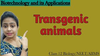 Transgenic animals  Ch12 Biotechnology and its applications  Class 12 BiologyNEETAIIMS [upl. by Waly]